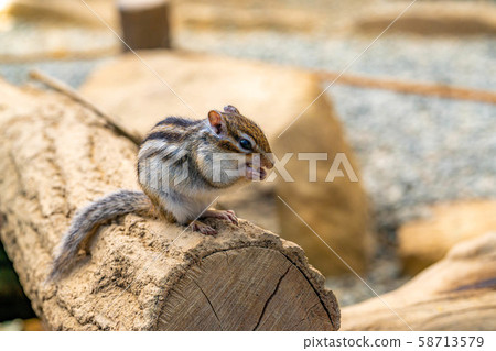 Chipmunk Hidayama Wildflower Nature Garden [Gifu Prefecture] 58713579