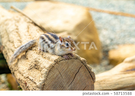 Chipmunk Hidayama Wildflower Nature Garden [Gifu Prefecture] 58713588