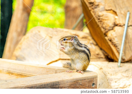 Chipmunk Hidayama Wildflower Nature Garden Stock Photo