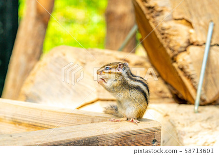 Chipmunk Hidayama Wildflower Nature Garden [Gifu Prefecture] 58713601