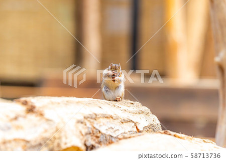 Chipmunk Hidayama Wildflower Nature Garden [Gifu Prefecture] 58713736