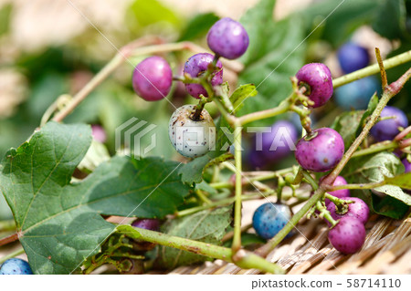 Herbal horse grape berries Herbal horse grape berries 58714110
