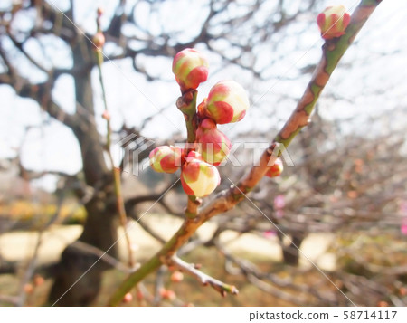 梅花芽 58714117