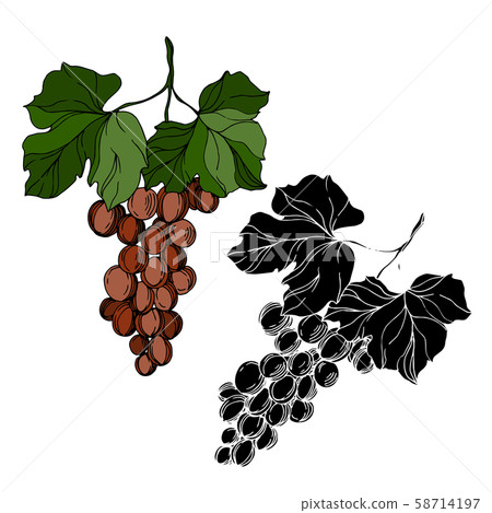 Vector Grape berry healthy food. Black and white engraved ink art. Isolated grapes illustration Vector Grape berry healthy food. Black and white engraved ink art. Isolated grapes illustration 58714197