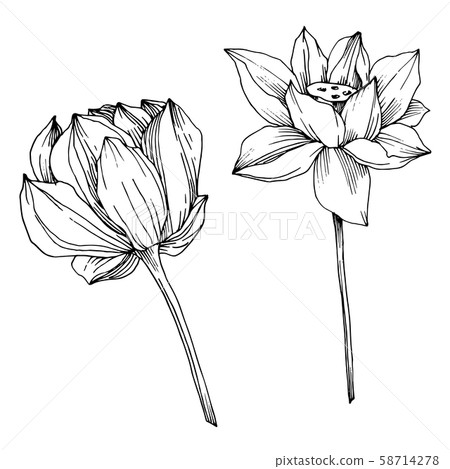 Vector Lotus floral botanical flower. Black and white engraved ink art. Isolated lotus illustration 58714278