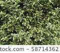 Green wall 58714362