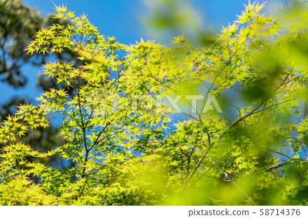 Blue autumn leaves and blue sky 58714376