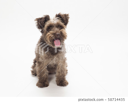 Miniature Schnauzer with tongue out and laughing Miniature Schnauzer with tongue out and laughing 58714435