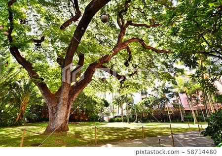 Holidays in Hawaii Holidays in Hawaii 58714480