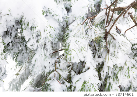 Snow on trees 58714601