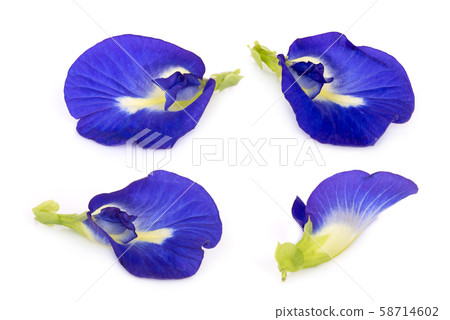 butterfly pea, blue pea, or asian pigeonwings butterfly pea, blue pea, or asian pigeonwings 58714602