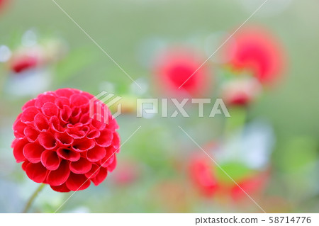 Red dahlia_alice Red dahlia_alice 58714776