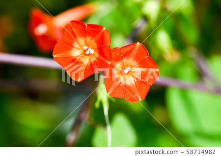 Marubuko sou Marubuko sou 58714982