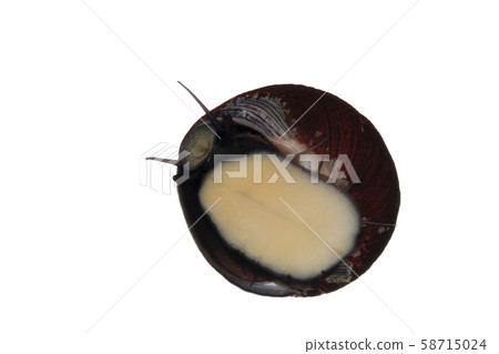 Tegula pfeifferi 58715024