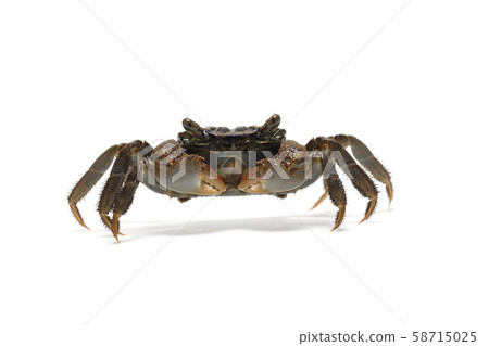 珍珠蟹 58715025