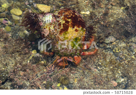 Ishidami hermit crab 58715028
