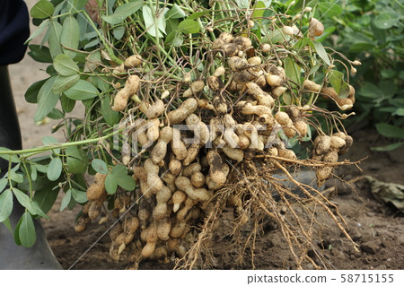 Peanut harvest 58715155