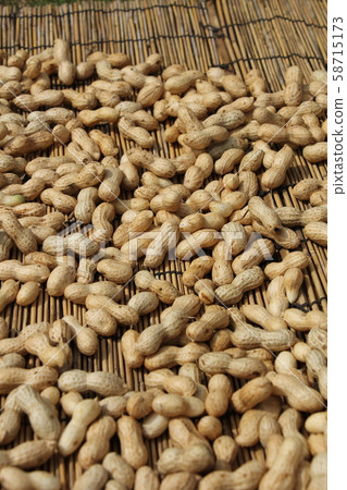 Dry the harvested peanuts 58715173