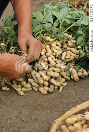 Peanut harvest 58715176