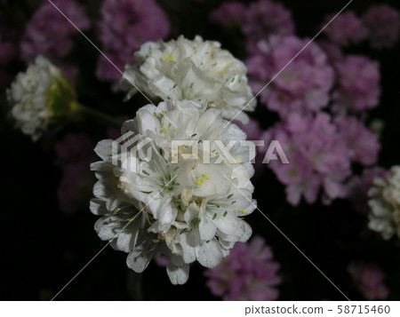 花 花 58715460