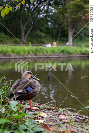 水邊的凱撒蝴蝶 58715523