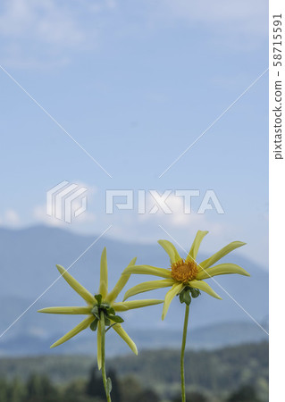 大麗花花像風車在山和天空的模糊背景 大麗花花像風車在山和天空的模糊背景 58715591