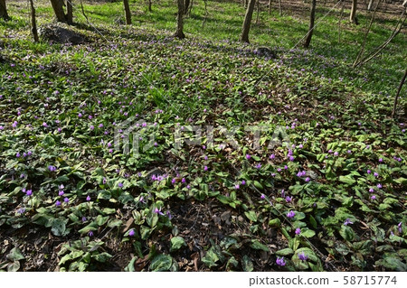萬葉山自然公園片栗之裡 萬葉山自然公園片栗之裡 58715774