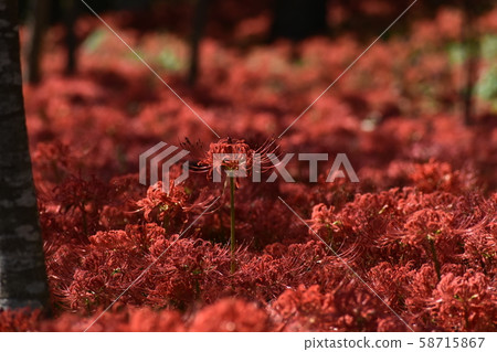 Cluster amaryllis Cluster amaryllis 58715867