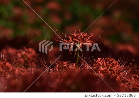 Cluster amaryllis Cluster amaryllis 58715868
