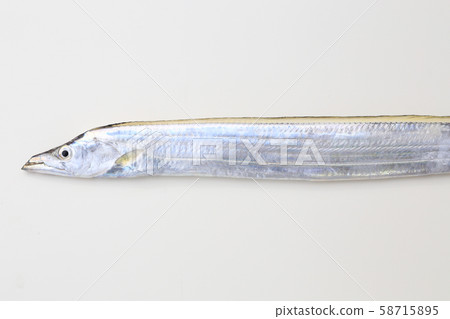帶魚（帶魚） 58715895