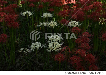 Cluster amaryllis Cluster amaryllis 58715948