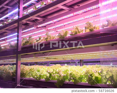 蔬菜廠 蔬菜廠 58716026