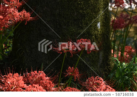 Cluster amaryllis 58716038