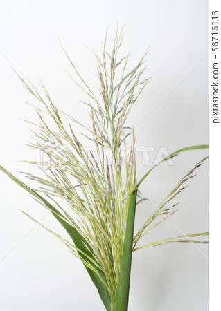 Danchiku Danchiku 58716113