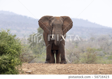 big elephant in kruger park south africa 58716423