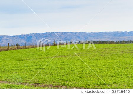 landscape with clover crop for fodder and 58716440