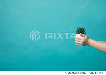 Hands of a little girl holding a pot with a plant on a blue background 58716451
