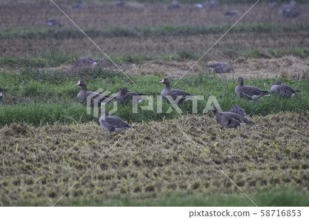 伊豆沼的馬根 伊豆沼的馬根 58716853