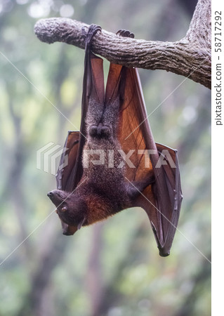 Fruit bat also known as flying fox with big leather wings hanging upside down swinging on tree Fruit bat also known as flying fox with big leather wings hanging upside down swinging on tree 58717292