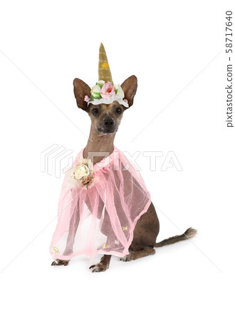 Xoloitzcuintli dog dressed as a unicorn 58717640