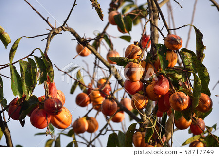Delicious fruit found in a mountain in Japan 58717749