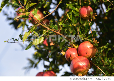 Delicious fruit found in a mountain in Japan 58717750