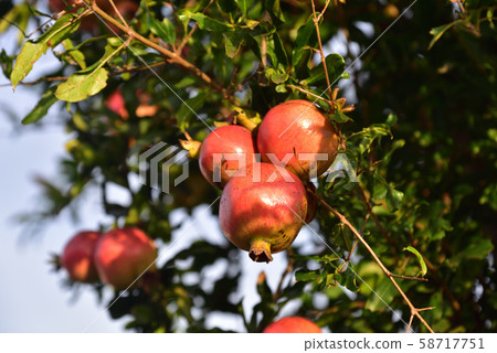Delicious fruit found in a mountain in Japan Delicious fruit found in a mountain in Japan 58717751