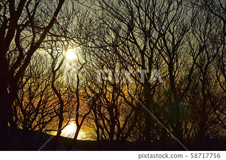 森林的黃昏 森林的黃昏 58717756