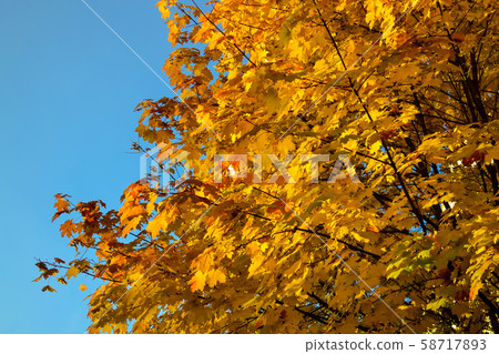 Color maple leaves and on branches. Autumn colors. 58717893