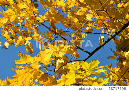 Color maple leaves and on branches. Autumn colors. 58717896