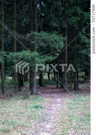 Dense wild pine forest. Impervious thicket. 58717906