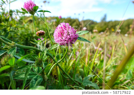 Clover flowers on the field against the blue sky. 58717922