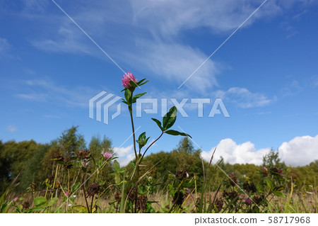 Wildflowers close-up. Clover and other flowers. 58717968
