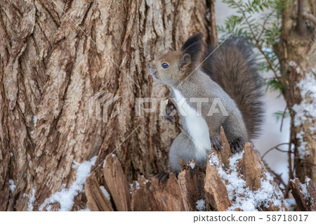 Ezoris I met in the winter forest Ezoris I met in the winter forest 58718017
